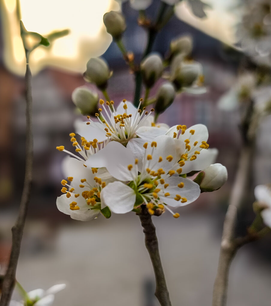 IMG_20250323_072556 (1)