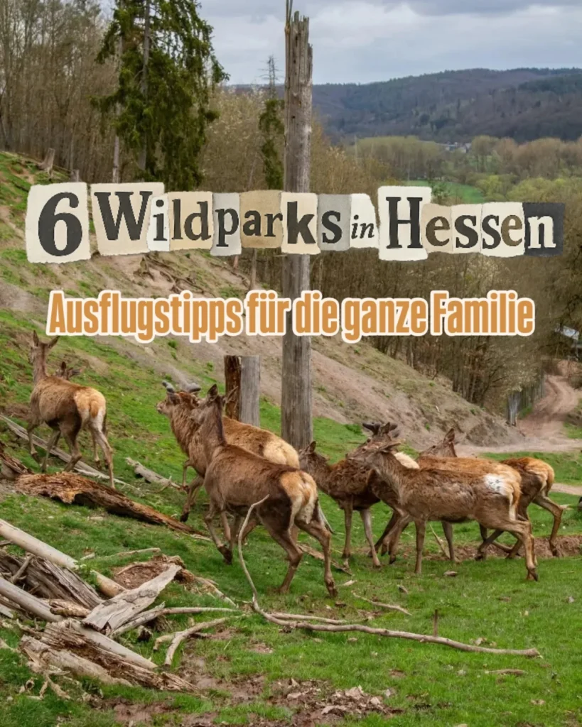 best_of_hessen_1770111645050