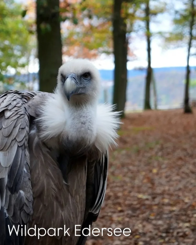 best_of_hessen_1770111647396