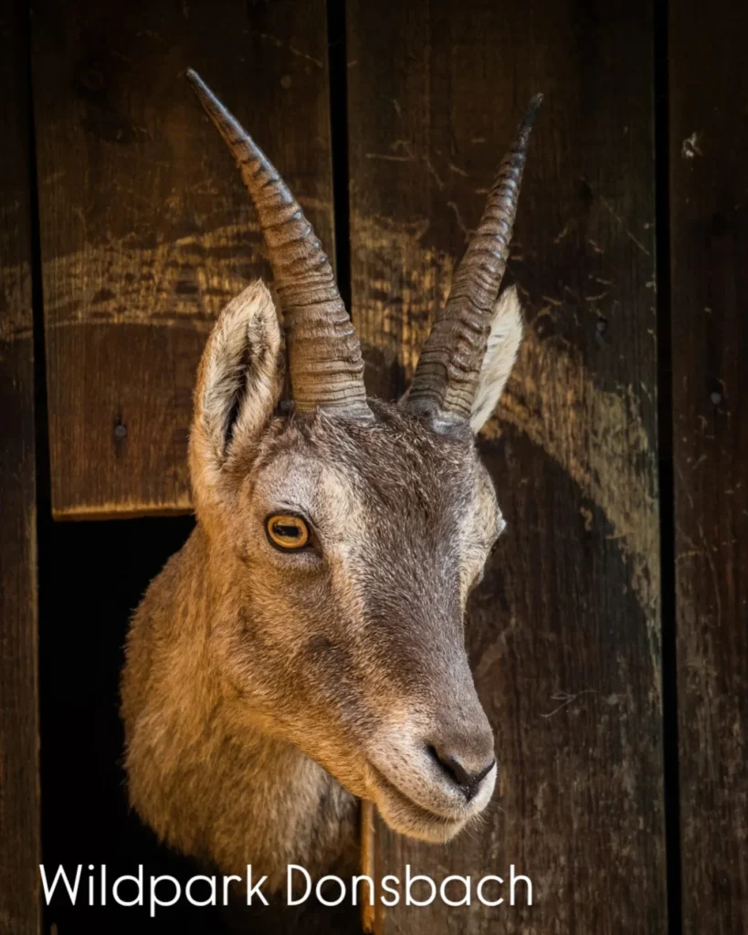 best_of_hessen_1770111648485