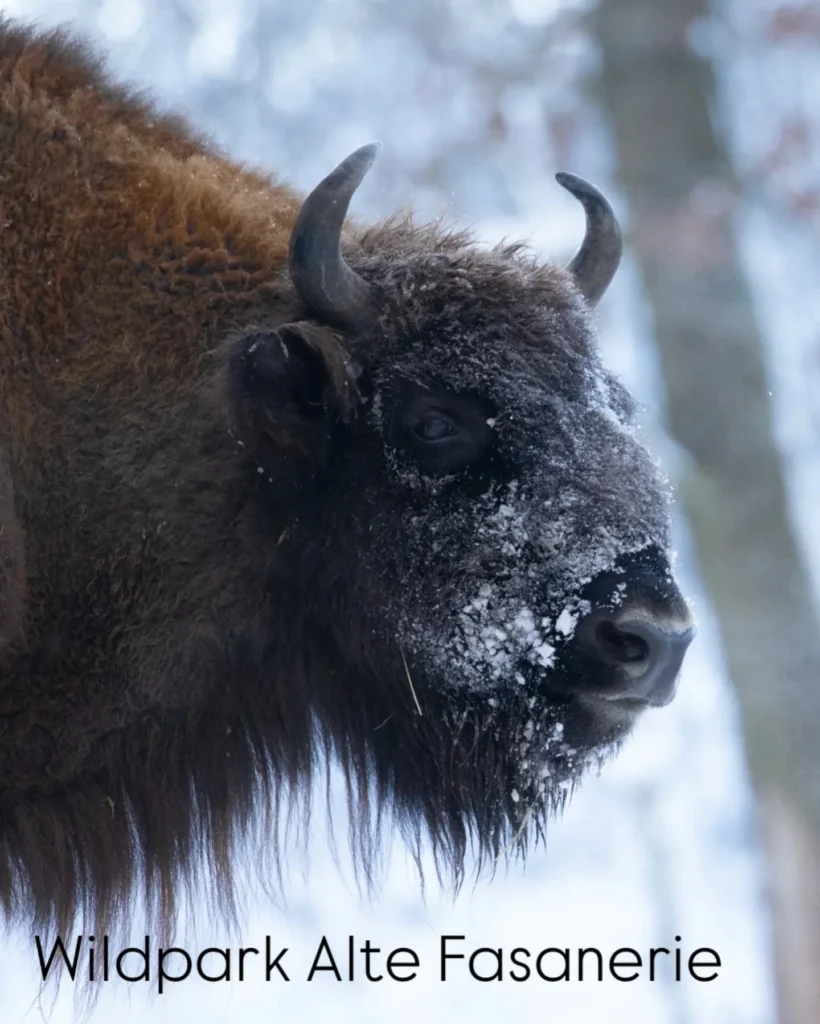 best_of_hessen_1770111648838